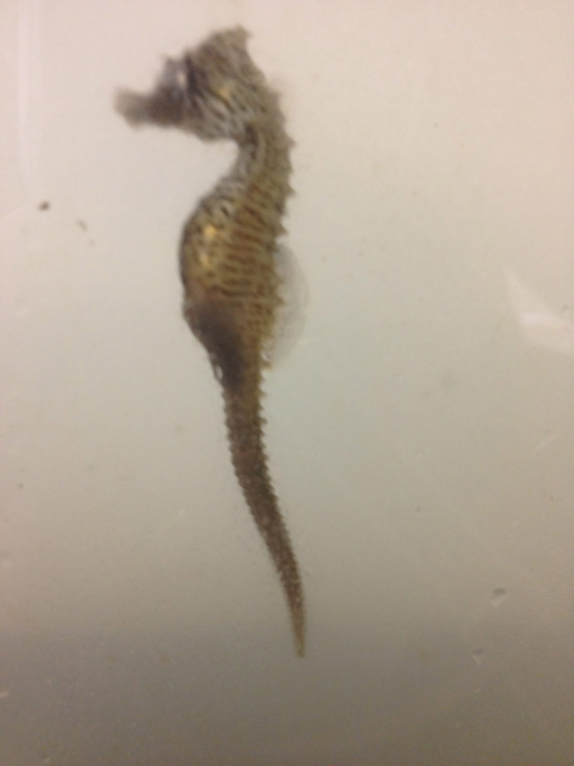 Male_Pregnant_Seahorse