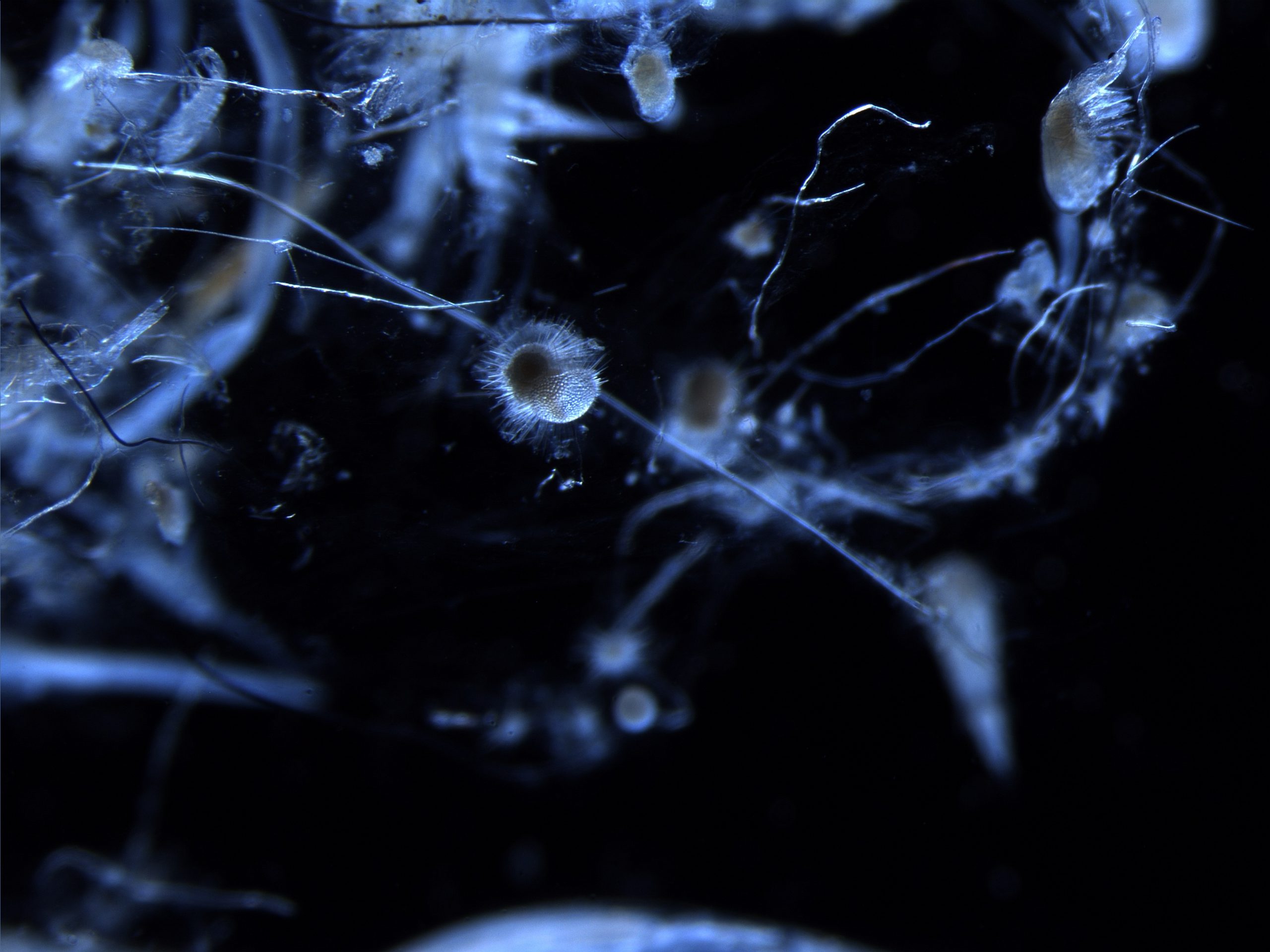 formomineria_with_plastic