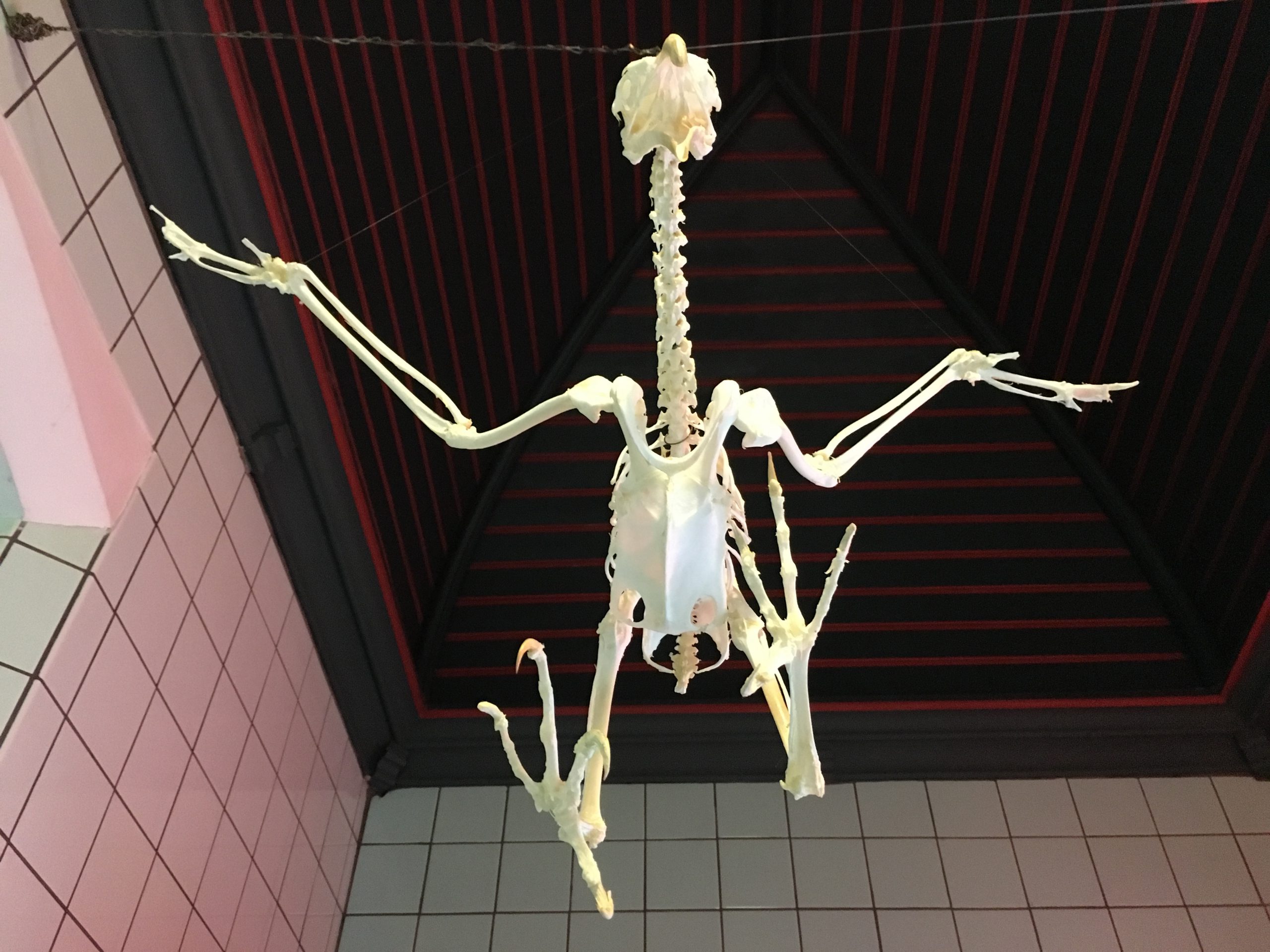 the skeleton of a vulture, 2